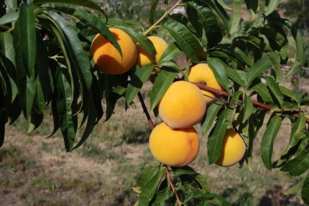 Quinta Da Estima Villa Dous Portos Esterno foto