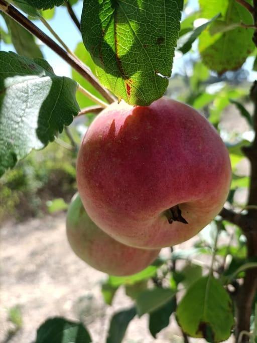 Quinta Da Estima Villa Dous Portos Esterno foto